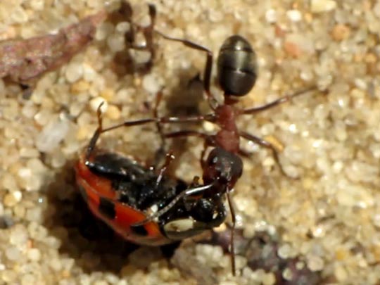 Formicidae, Ameisen