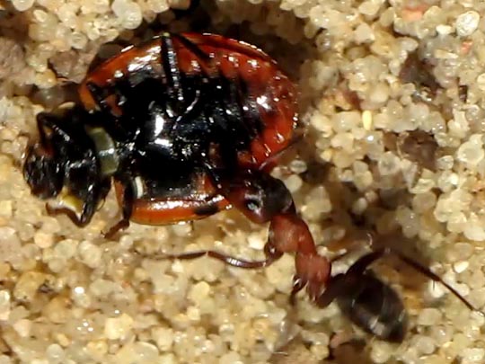 Formicidae, Ameisen