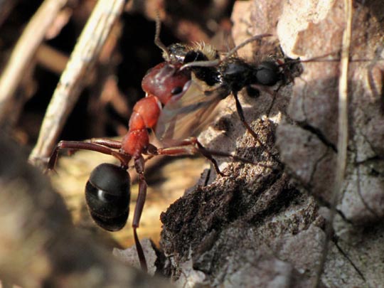 Formicidae, Ameisen