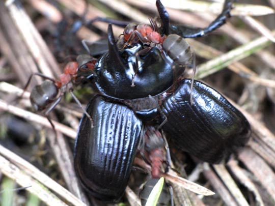Formicidae, Ameisen