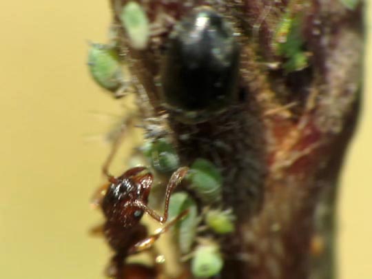 Formicidae, Ameisen