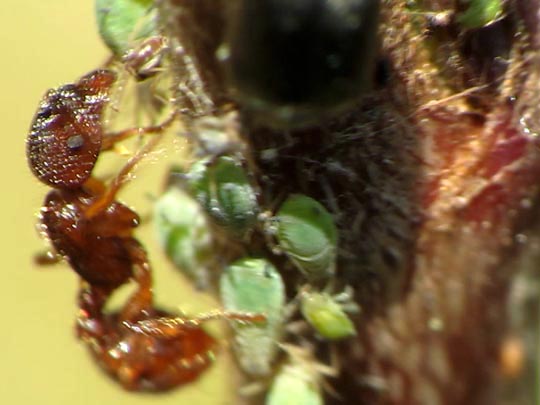 Formicidae, Ameisen