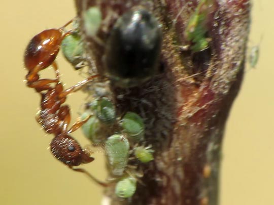 Formicidae, Ameisen