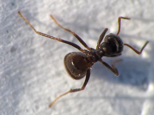 Formicidae, Ameisen