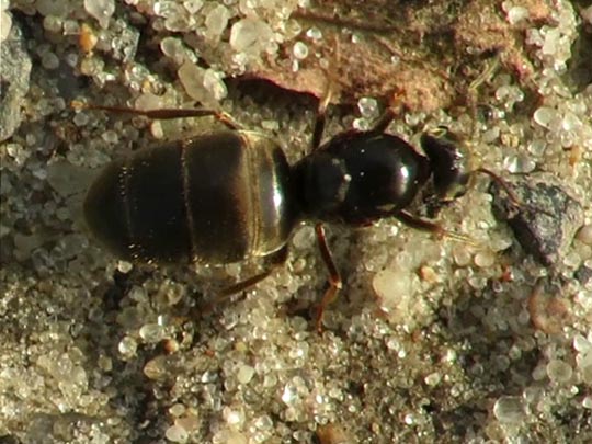 Formicidae, Ameisen