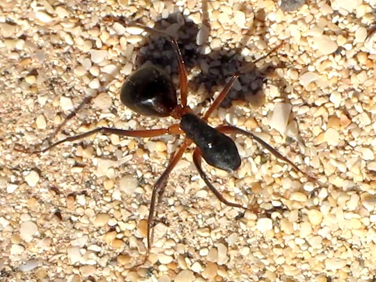 Formicidae, Ameisen