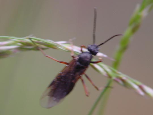 Formicidae, Ameisen