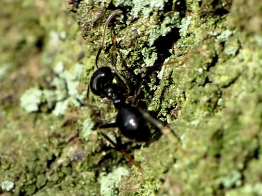 Formicidae, Ameisen