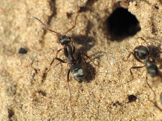 Formicidae, Ameisen