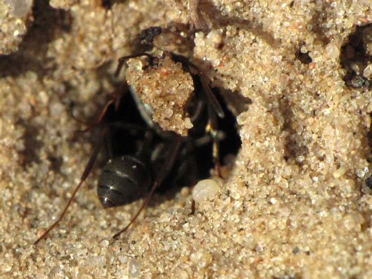 Formicidae, Ameisen