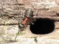 Formicidae, Ameisen