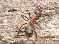 Formicidae, Ameisen