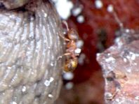 Formicidae, Ameisen