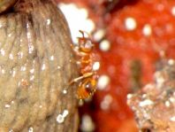 Formicidae, Ameisen