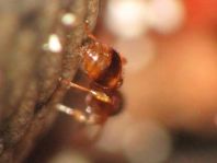 Formicidae, Ameisen