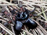 Formicidae, Ameisen