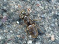 Formicidae, Ameisen