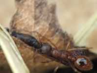 Formicidae, Ameisen