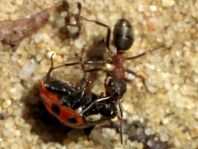 Formicidae, Ameisen