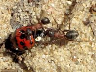 Formicidae, Ameisen