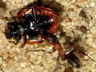 Formicidae, Ameisen