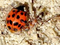 Formicidae, Ameisen