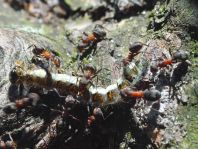 Formicidae, Ameisen