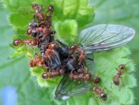 Formicidae, Ameisen