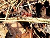 Formicidae, Ameisen