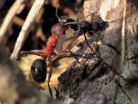 Formicidae, Ameisen