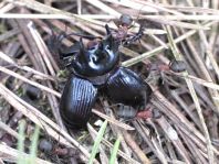 Formicidae, Ameisen