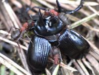 Formicidae, Ameisen