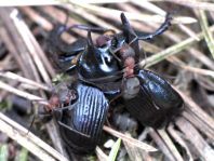 Formicidae, Ameisen
