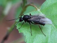 Formicidae, Ameisen
