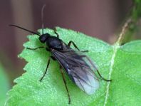 Formicidae, Ameisen