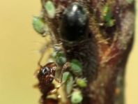 Formicidae, Ameisen