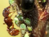 Formicidae, Ameisen