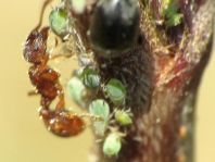 Formicidae, Ameisen