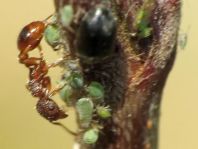 Formicidae, Ameisen