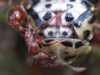 Formicidae, Ameisen