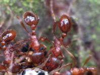 Formicidae, Ameisen
