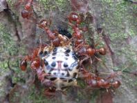 Formicidae, Ameisen