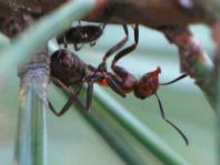 Formicidae, Ameisen
