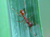 Formicidae, Ameisen