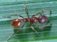 Formicidae, Ameisen