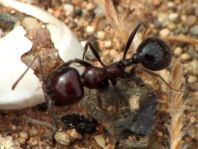 Formicidae, Ameisen