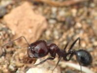 Formicidae, Ameisen