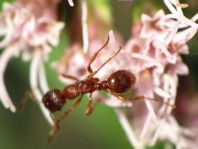 Formicidae, Ameisen