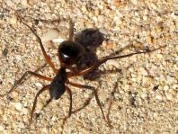 Formicidae, Ameisen