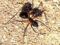 Formicidae, Ameisen